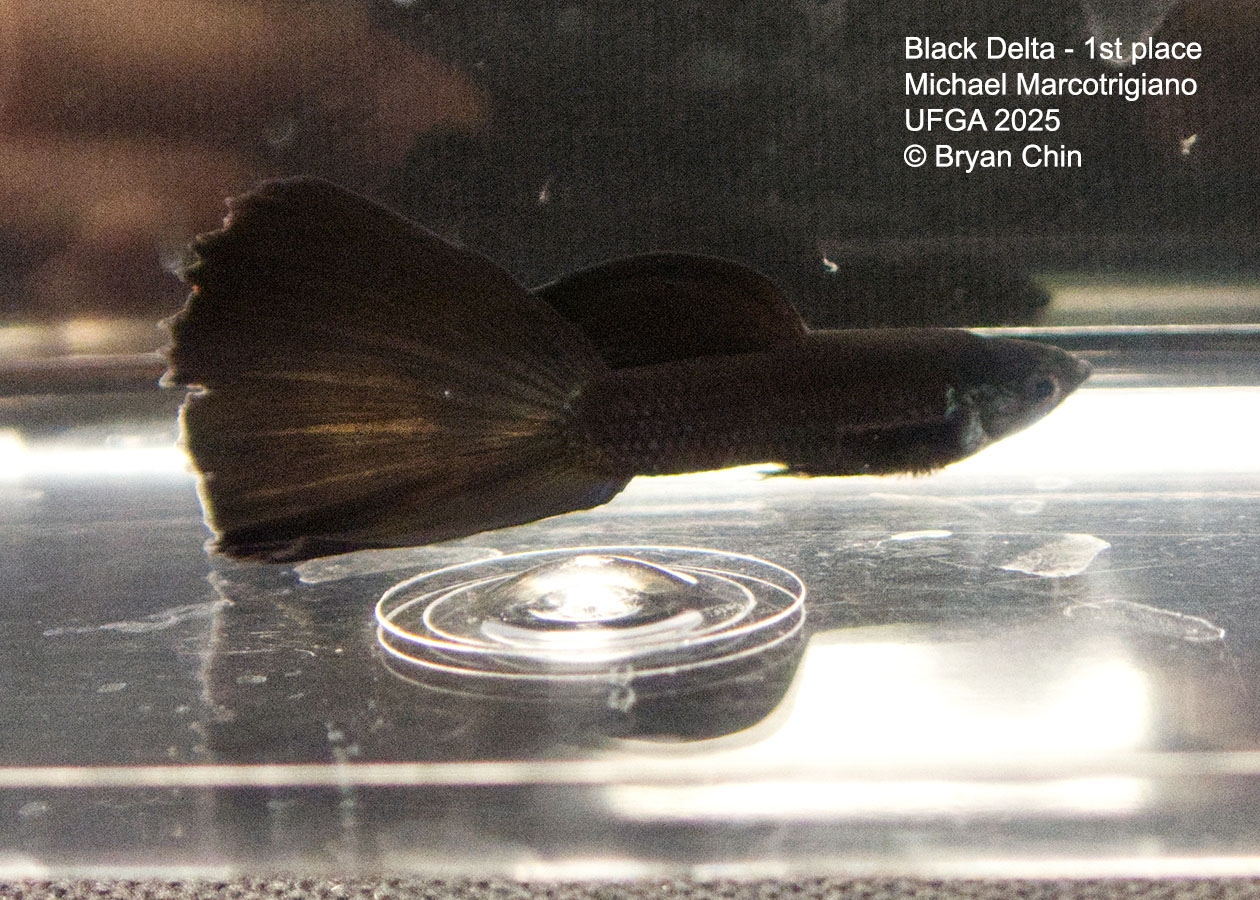 Guppy Black Moscow